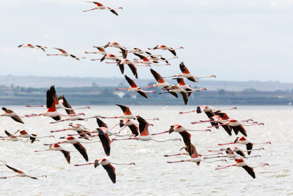 8_home_carousel_MM_20150926_Lesina_151-1024x683